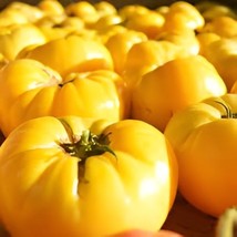 400 Seeds Dixie Golden Giant Tomato - $12.65