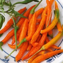 Hot Pepper Seeds Cayenne Orange Harvest Vegetable Gardening USA SELLER - £10.44 GBP