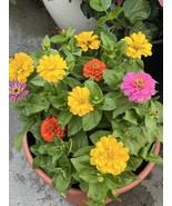 50+ Seeds. California Giant Zinnia. Non GMO.  - €8,68 EUR