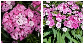 Live Plant - Pink Magic Dianthus - Multiple Pink Shades - 4&quot; Pot - £32.10 GBP