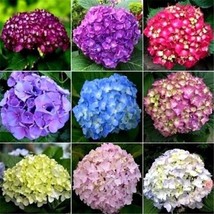 10+ HYDRANGEA MIX FLOWER SEEDS BLOOMS LAST 2 MONTHS - $9.84