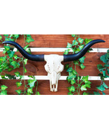 Ebros Texas Longhorn Steer Cattle Cow Skull Wall Hanging Plaque Figurine... - £30.42 GBP