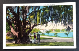 Lake Morton Drive Lakeland Florida FL Palm &amp; Oak Trees Linen Postcard c1940s UNP - $5.99