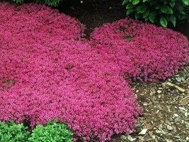 Creeping Thyme - Perfect for Flower Border, Rock Gardens, 100 SEEDS D - £11.29 GBP