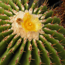 10 pcs Seeds Echinocactus ingens Rare Cactus Succulent Plants FRESH SEEDS - £4.78 GBP