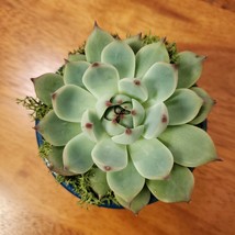 Succulent in Teal Blue Planter, 3" Live Plant Echeveria Parva in Terracotta Pot image 4