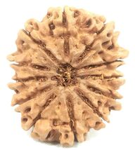 12 Mukhi Rudraksha - Collector Size Nepal Origin Bead - 27.58 mm - IGL C... - €148,11 EUR