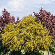 10 Golden Mimosa Acacia Baileyana Yellow Wattle Tree Flower Seeds Fast Ship Fres - $14.45