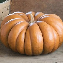 Musquee de Provence Pumpkin 10 Seeds Non-GMO - £6.23 GBP