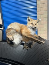 Real RED FOX MOUNT Taxidermy - $650.00