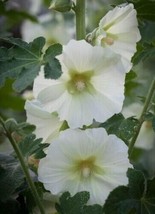Tall Rare White Hollyhock Flower 50+ Pure Seeds Huge Blooms Perennial - £4.86 GBP
