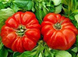30+ Seeds Rare Giant Oxheart Tomato Huge Tasty American Heirloom NON-GMO Juicy - £10.41 GBP