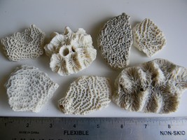 7 pieces Sea Coral for Aquarium or Decor-interesting patterns - $7.28