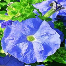 50 Pelleted Petunia Seeds Ultra Blue Sky Seeds Fresh Garden - £11.93 GBP