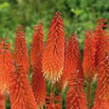 Kniphofia &#39;Elvira&#39; Seeds Red Hot Poker Torch Lily &#39;Flowers Item NO. DL519C - £8.40 GBP