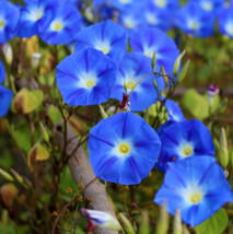 Morning Glory Heavenly Blue Climbing Vine Hummingbirds Love 100 Seeds Fresh USA  - £7.92 GBP