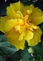 20 Double Yellow Hibiscus Seeds Flowers Seed Garden - £7.92 GBP