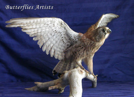 Bird Of Prey Eurasian Kestrel Falco Tinnunculus Mounted Taxidermy Real S... - £759.38 GBP