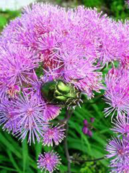 7 Powder Puff Plant Seeds-1053A