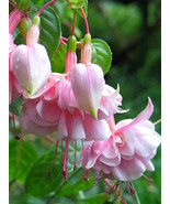 Fuchsia Pink Double Flowers - $8.99