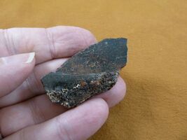 DF301-27 Fossil REAL1-7/8" DINOSAUR Bone Slice Jurassic Dino love dinos ... - $8.24