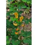 Crotalaria longirostrata - Edible &quot;Chipilin plant&quot; 25 seeds - $2.95