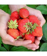 25 Strawberry Plants Evie 2, Everbearing/Day Neutral Strawberry Plants - £49.66 GBP