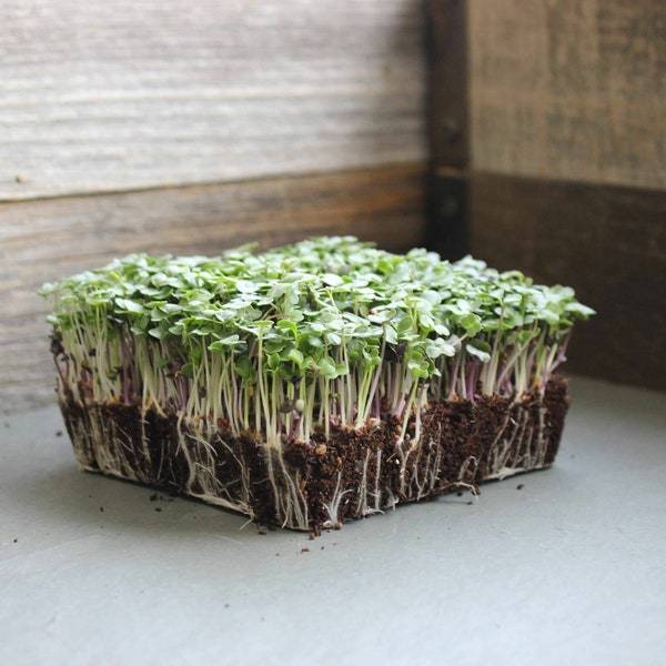 Basic Salad Mix Microgreen Seeds Seeds For Sprouting Fresh Seeds - $3.00