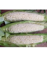 Country Gentleman Sweet Corn Seeds White Shoepeg Corn Heirloom Fast Grow - €9,34 EUR