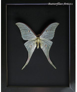 Green Indian Luna Moth Actias Ningpoana XL Real Framed Entomology Shadowbox - $98.99