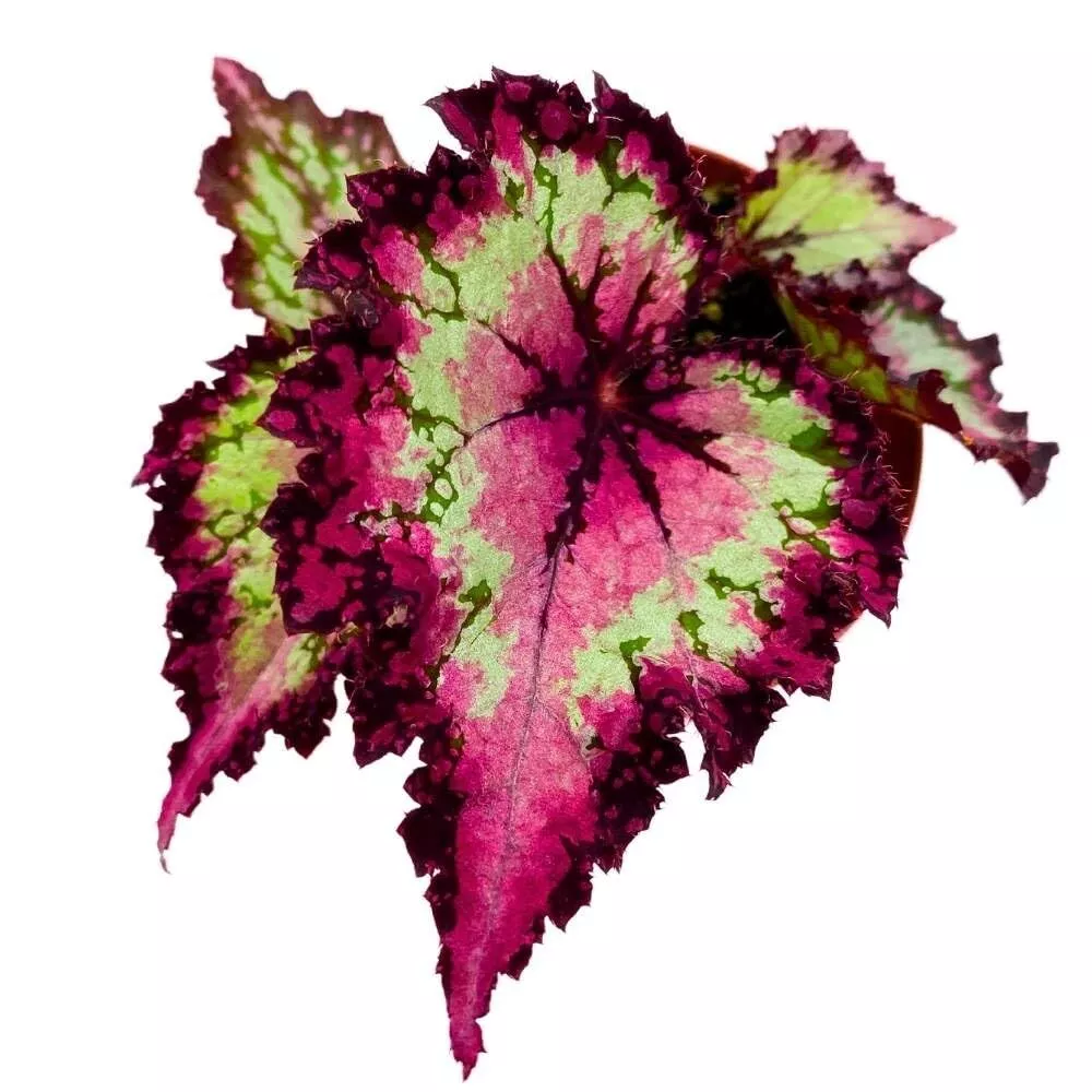 Raspberry Beret 4 in Begonia Rex Pink Center Pink Band and Tail - £31.99 GBP