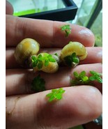 IVORY MYSTERY SNAILS- X5 FAST SHIPPING FREE SHIPPING - €9,44 EUR