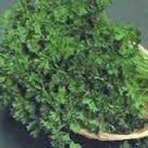 Parsley Seed,Dark Green Italian  Green , Heirloom, , 1000 Seeds, From US - $13.99