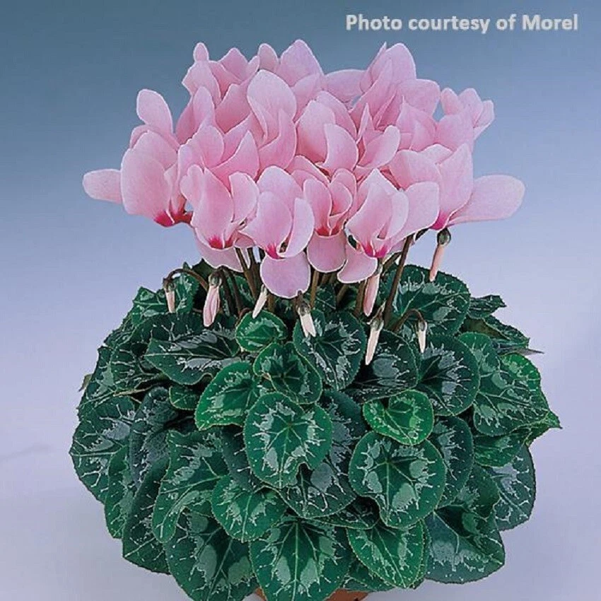 Cyclamen Seeds 15 Seeds Cyclamen Halios Rose Eye - $19.79