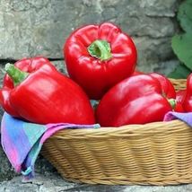 100 Seeds Big Red Sweet Bell Pepper NON-GMO, Heirloom - £10.61 GBP