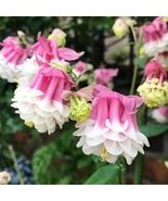 30 Pink Petticoat Columbine Aquilegia Seeds Flower Perennial - £14.06 GBP