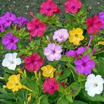 50	Four O&#39;Clock Flower Mixed Colors Flower Seeds - $18.85