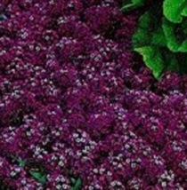 60 Pc Seeds Oriental Nights Maroon Sweet Fragrant Alyssum Seeds for Planting |RK - £11.75 GBP