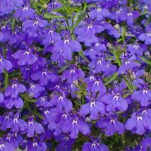 Lobelia Erinus Mrs. Clibran 200 Seeds Free Shipping - $75.58 MXN
