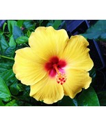 Madagascar Hibiscus Moscheutos Hibiscus Starter Seeds Rose Of Sharon Hs6... - $87.80 MXN