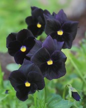 SGHOST Black Devil Pansy 20 Seeds~Beautiful~Unique Color~Great For Flowerbed Acc - $8.62