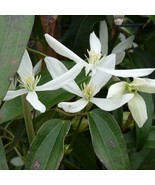 5 Clematis Armandii Evergreen Clematis Seeds For Planting   - $26.55 CAD