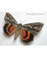 Large Red Underwing Catocala Parta Real Moth Framed Entomology Shadowbox - €47,43 EUR