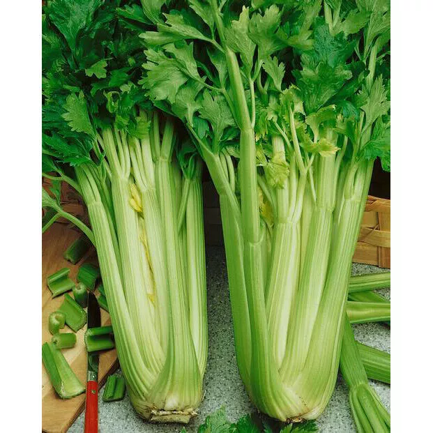 Tall Utah Celery Non Gmo 1000 Seeds - $9.60