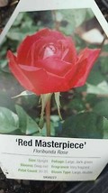 Red Masterpiece Floribunda Rose 5 Gal. Bush Plant Live Plants Fine Roses - £93.00 GBP