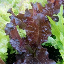 USA Seller Sunset Lettuce 200 Seeds Lactuca Sativa - $12.00