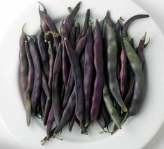 Purple Pod Bean - Phaseolus vulgaris - 5+ seeds - H 106 - £1.59 GBP
