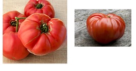 500+ Giant Tomato Seeds - German Johnson Garden Seeds Outdoor - £34.36 GBP