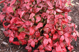 Dwarf Nandina Firepower (ornamental shrub) image 4