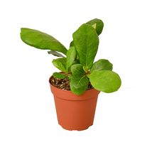 Live Plant Ficus Lyrata Fiddle Leaf Fig - 4&quot; Pot Gardening - £36.44 GBP